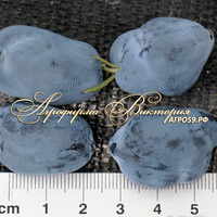 Жимолость БОРЕАЛ БЬЮТИ ("Boreal Beauty" - "Северная красавица", Канада) (КРУПНОМЕР! ОГРОМНЫЙ КУСТ, УРОЖАЙ В ГОД ПОСАДКИ) Жимолость БОРЕАЛ БЬЮТИ ("Boreal Beauty" - "Северная красавица", Канада) (КРУПНОМЕР! ОГРОМНЫЙ КУСТ, УРОЖАЙ В ГОД ПОСАДКИ)